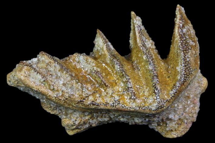 Cretaceous Lungfish (Ceratodus) Tooth Plate #81179
